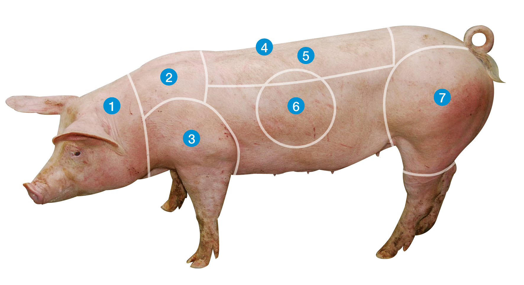 A finished pig with markings from 1–7 to show the areas to look for when judging. 1 - Head, 2 - Neck, 3 - Shoulder, 4 - Topline, 5 - Loin, 6 - Spring of rib, 7 - Ham/leg. 